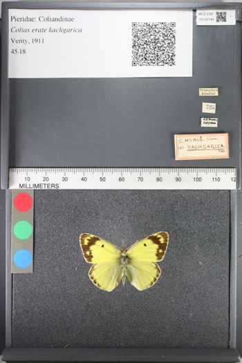 Media type: image;   Entomology 124749